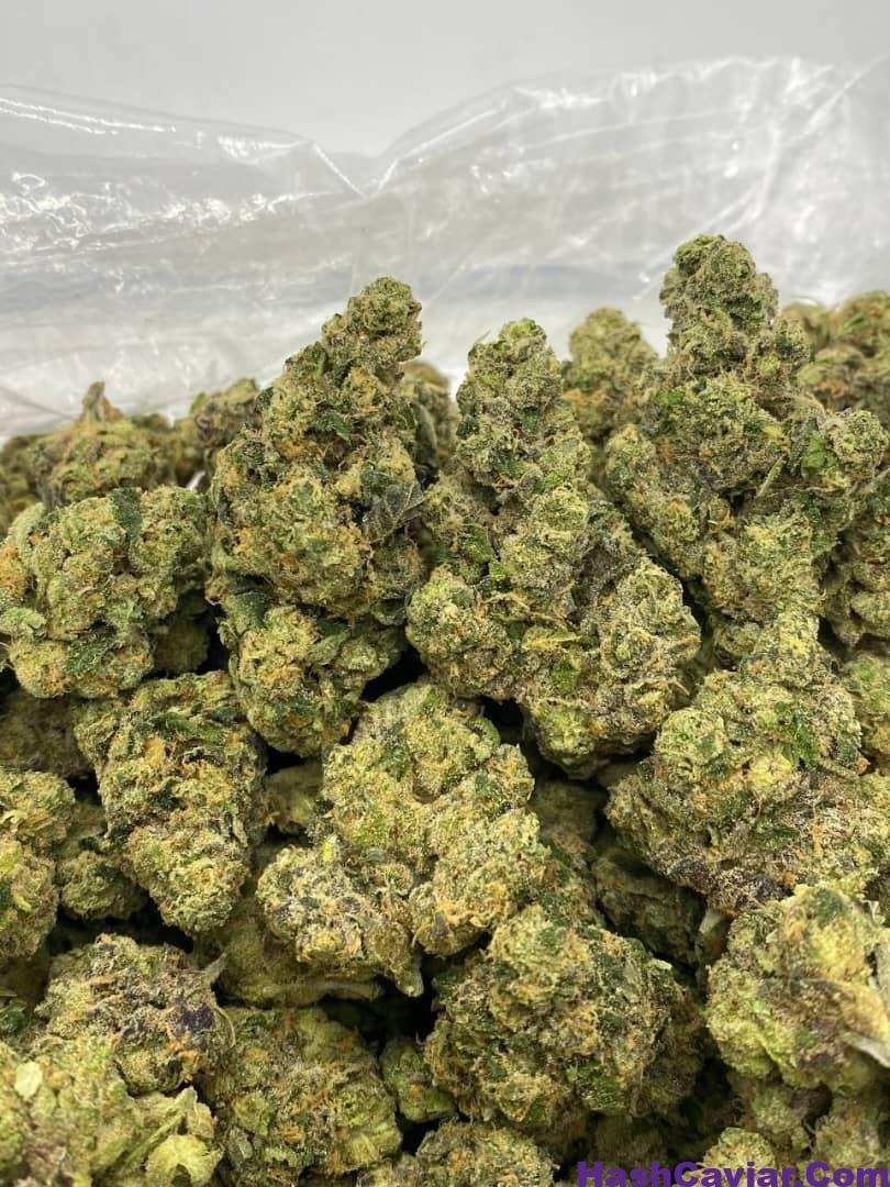 APPLE FRITTER strain 2 apple fritter strain