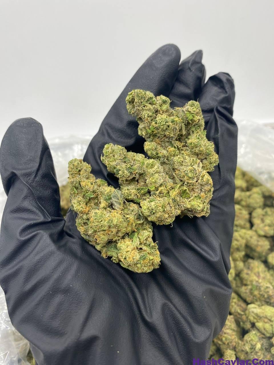 APPLE FRITTER strain 1 import placeholder for 15964