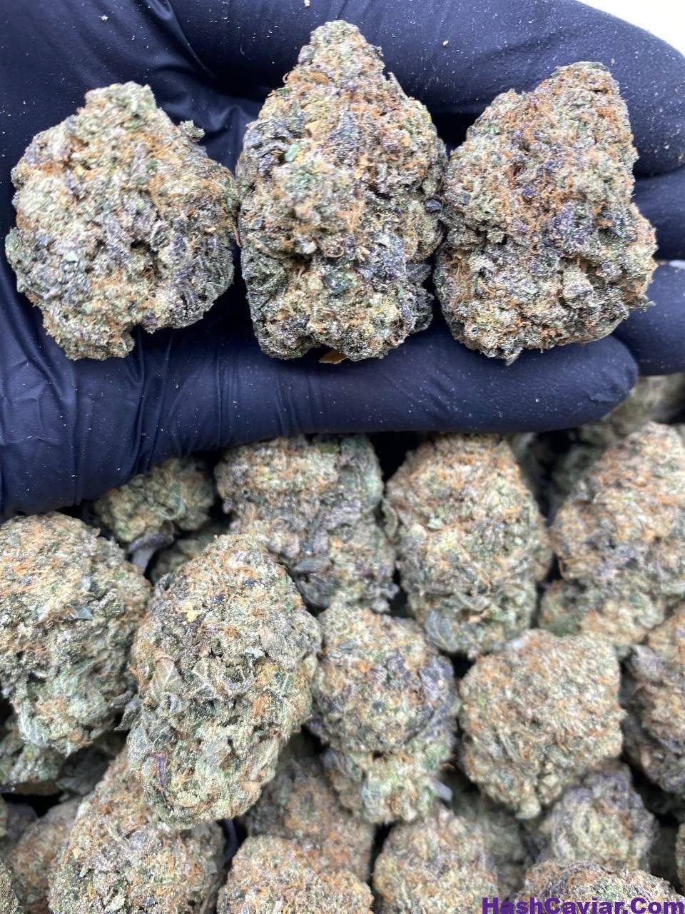 Blue Gelato