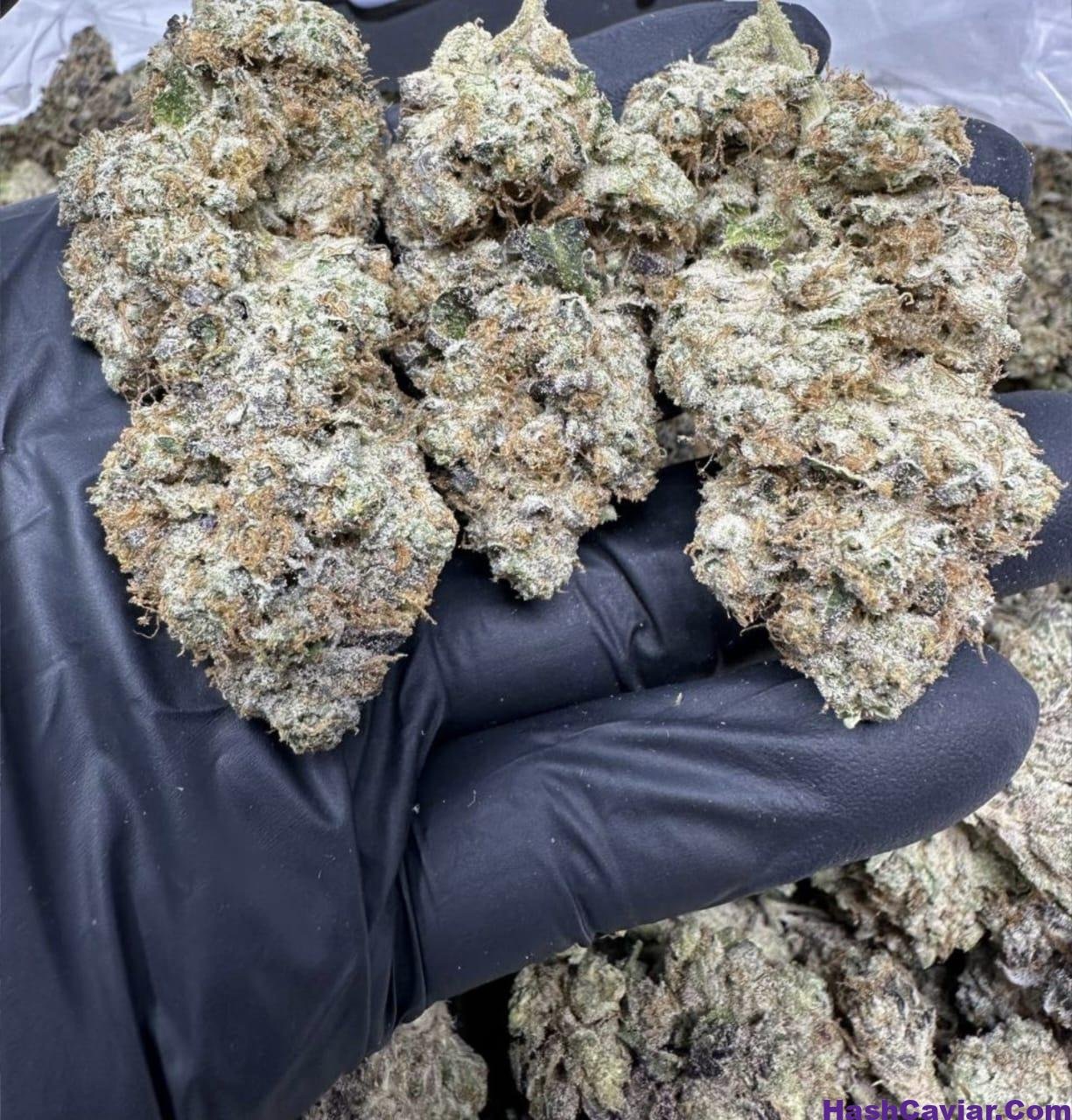 Cake crasher strain