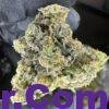 Captain jack strain 5 import placeholder for 16414