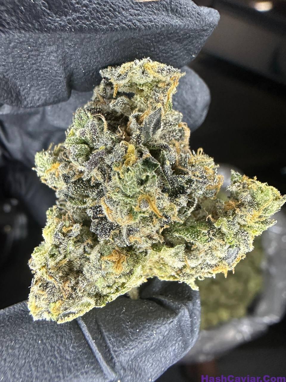 Captain jack strain