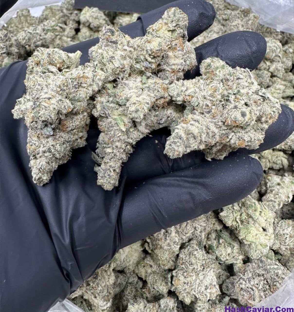 Cold snap strain