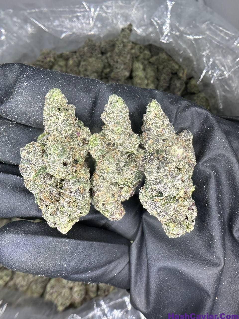 Double Bubblegum Strain 1 import placeholder for 15739