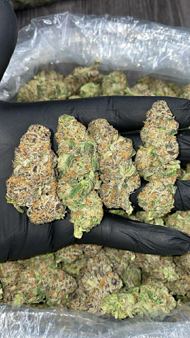 Gelatti Kush Mintz 1 import placeholder for 16013