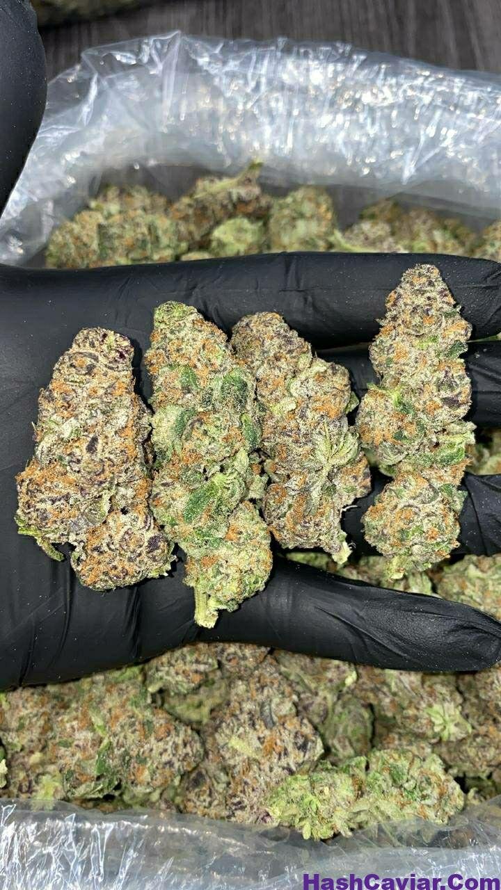 Gelatti Kush Mintz