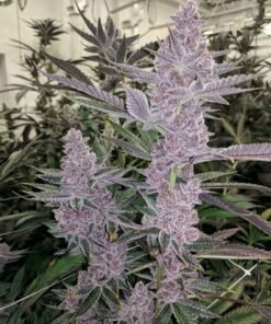 PINK RUNTZ 3 pink runtz