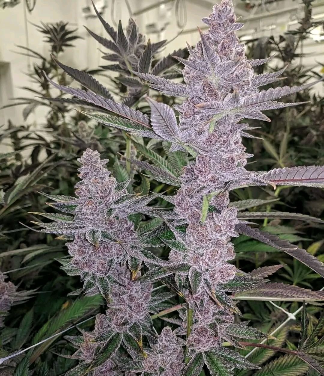 PINK RUNTZ 2 pink runtz