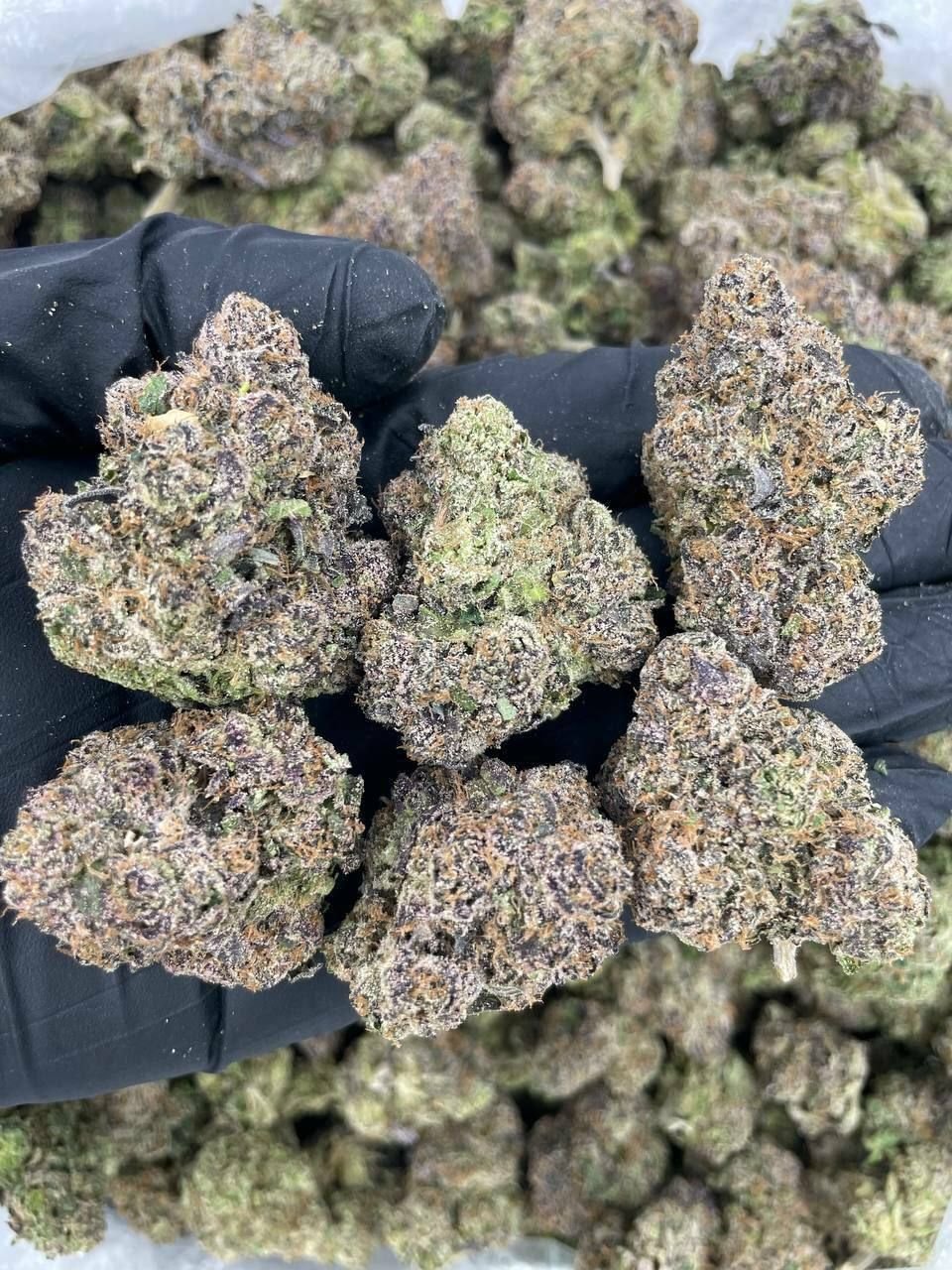 PINK RUNTZ 1 import placeholder for 16023