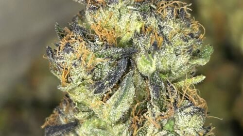 Point Break Strain For Hash Production Potential