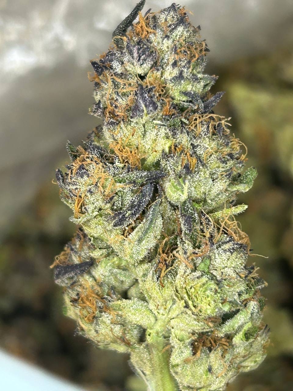 Point break strain 1 import placeholder for 16435