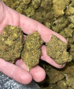 blueberry pop tarts strain