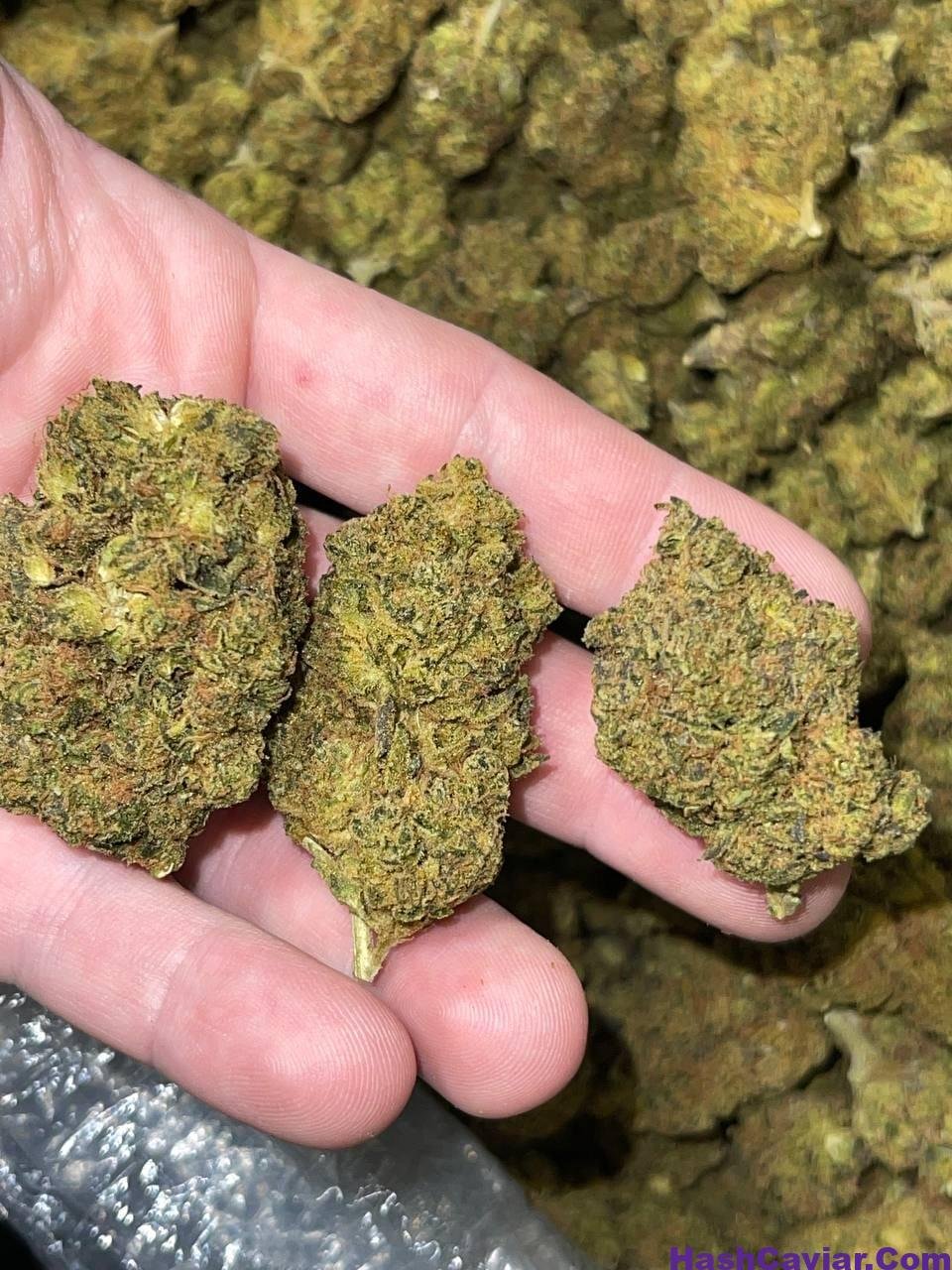 Blueberry Pop Tarts Strain 2 blueberry pop tarts strain