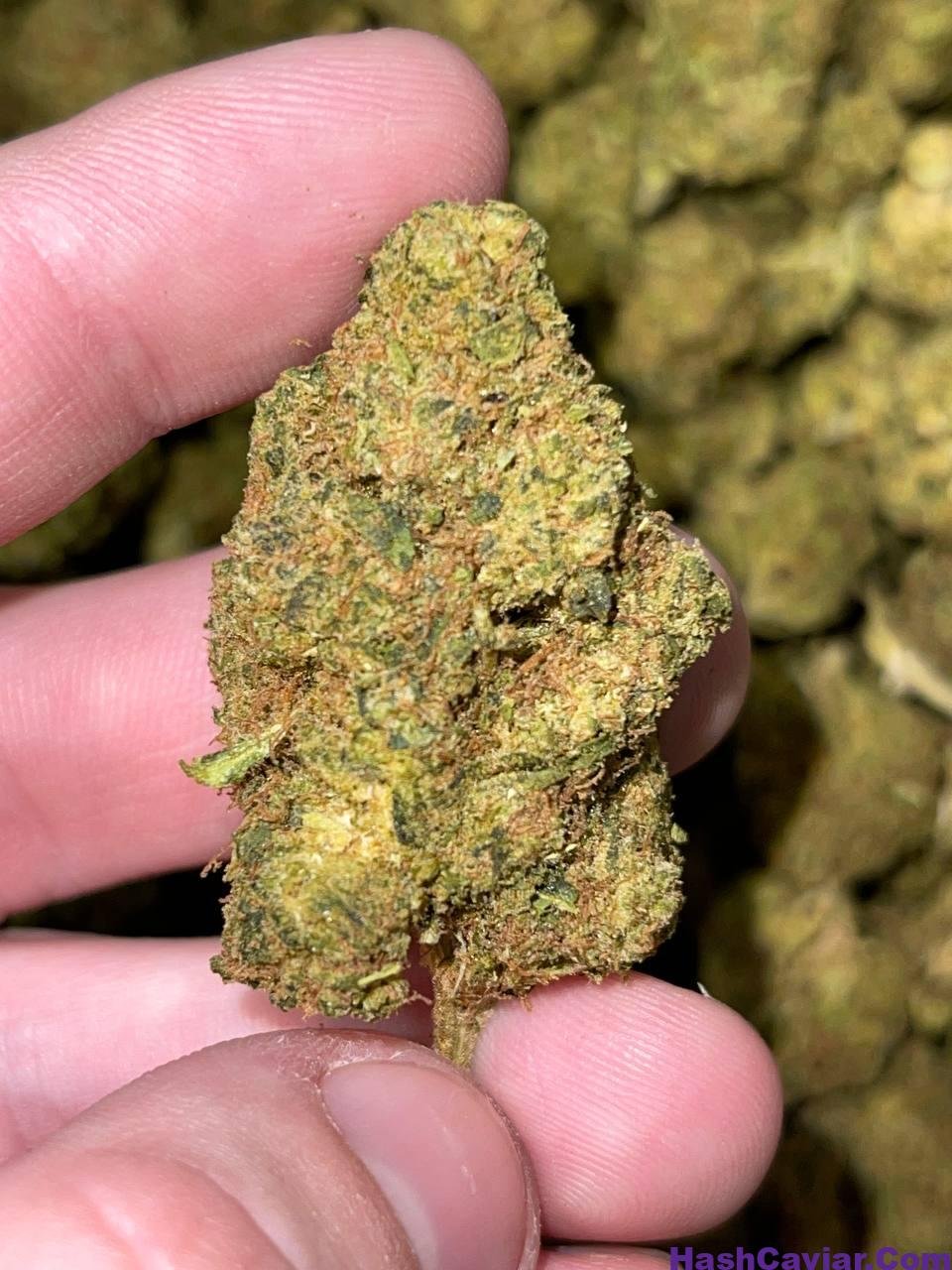 Blueberry Pop Tarts Strain