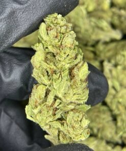 import placeholder for 16443