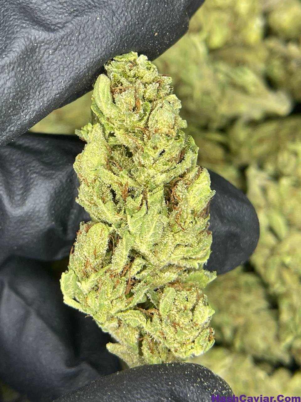Rocky road strain