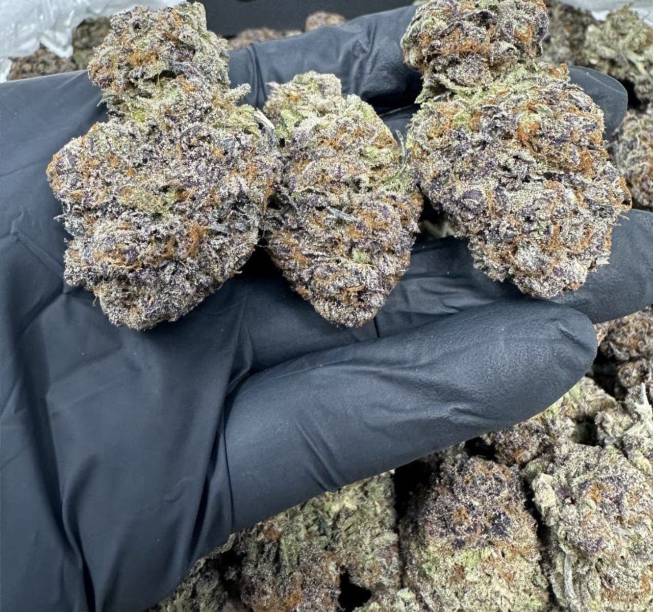 Sherb cake strain 1 import placeholder for 16450