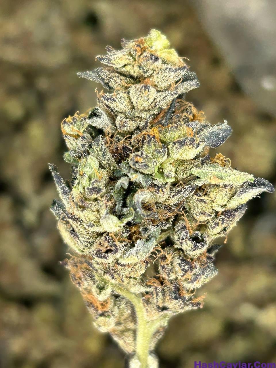stardust strain
