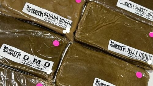 Governmint Oasis Static Sift 139u 73u Samba Farms