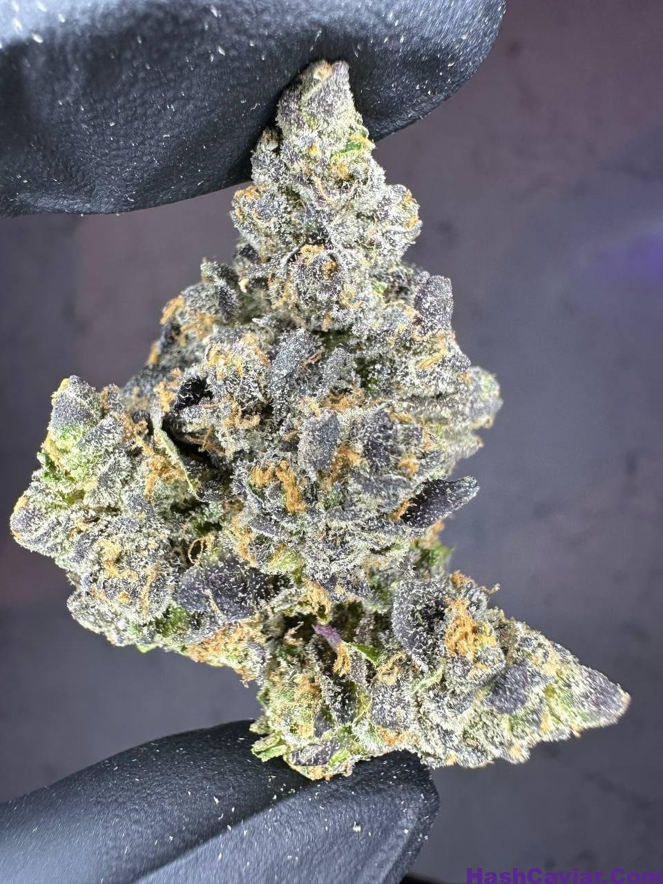 Studio 54 Strain