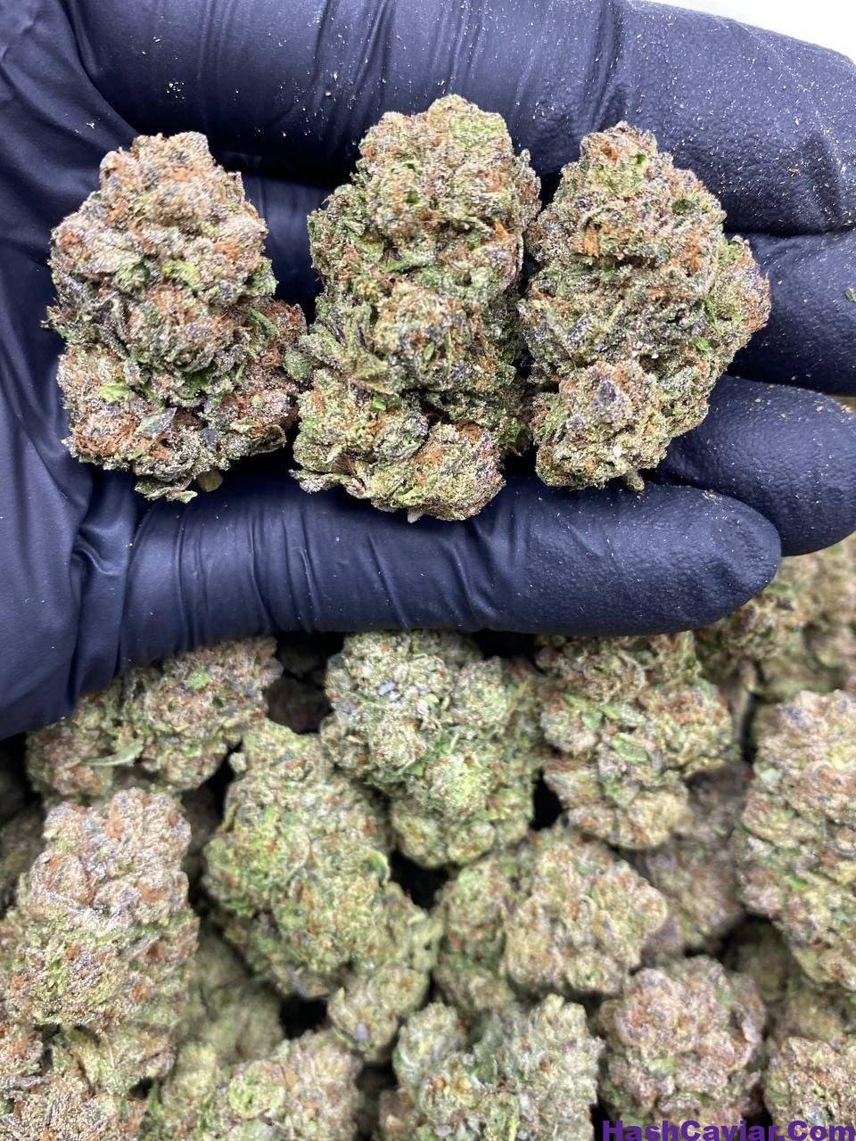 Watermelon Runtz Strain