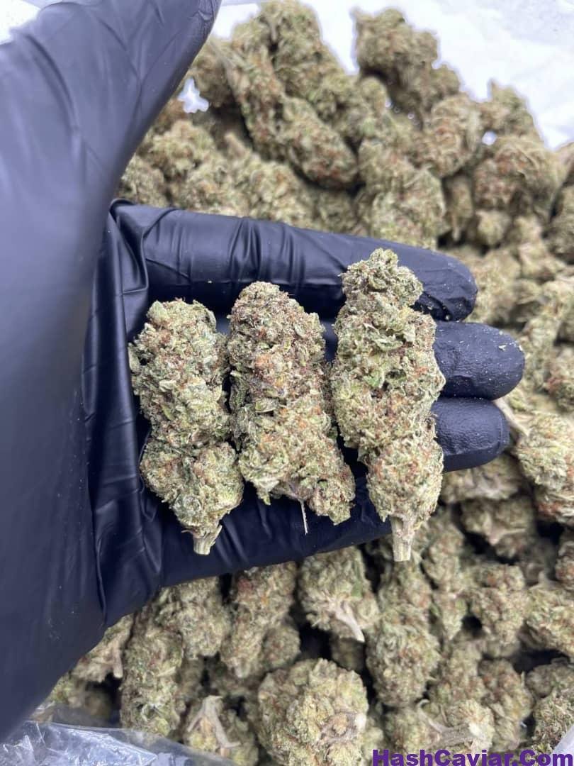 Do-Si-Dos Strain 1 import placeholder for 15872