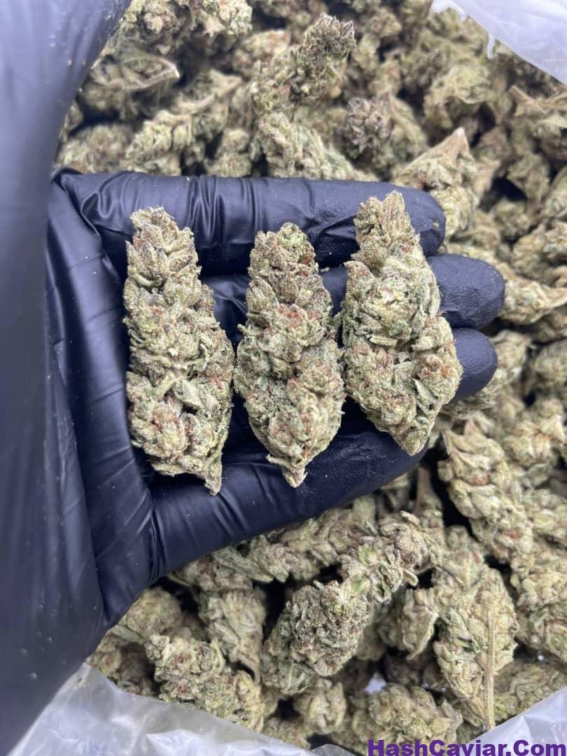 ICE CREAM CAKE 1 import placeholder for 15912