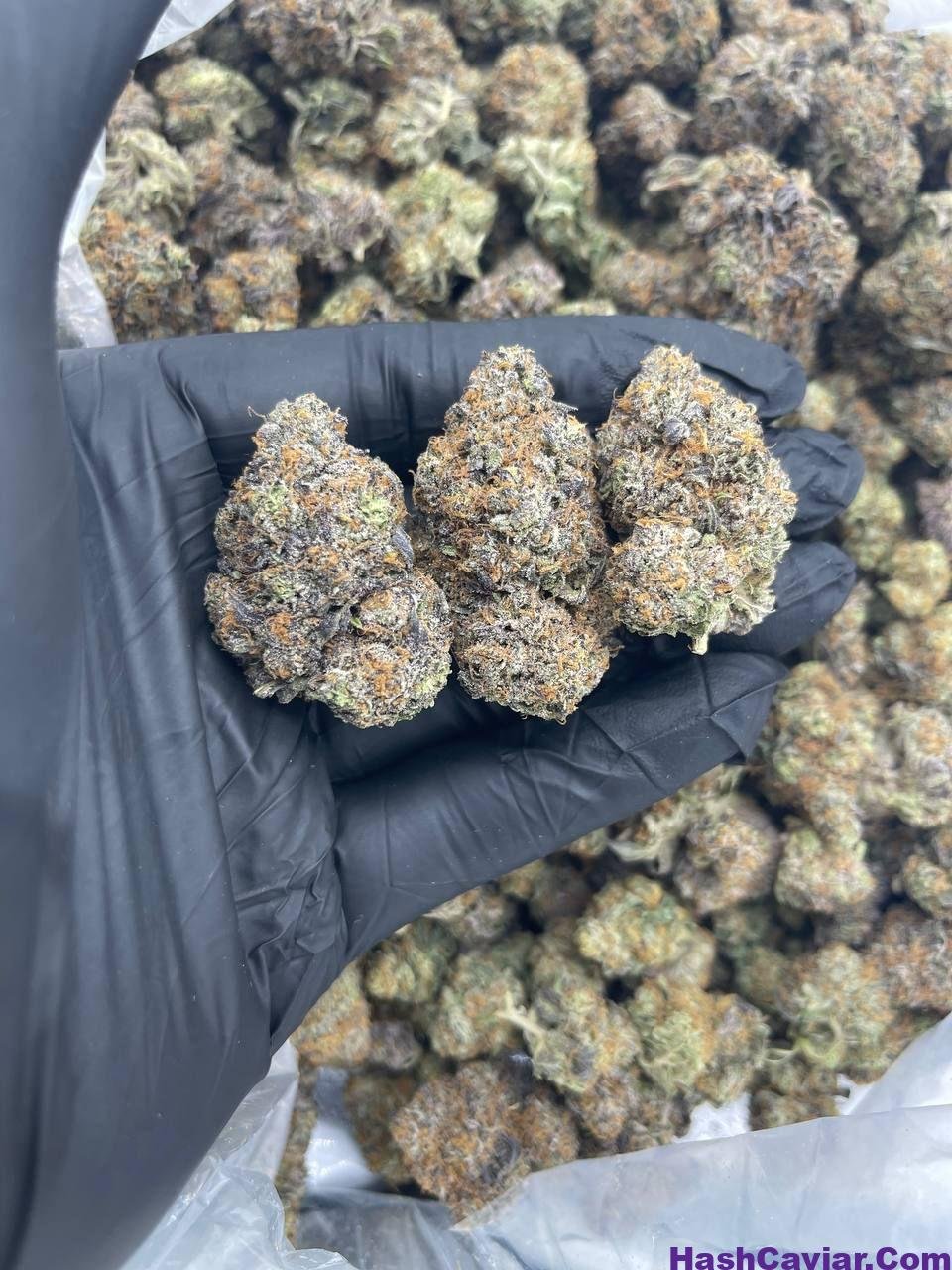 BLUE COOKIES