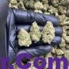 KUSH MINTZ 3 import placeholder for 15932