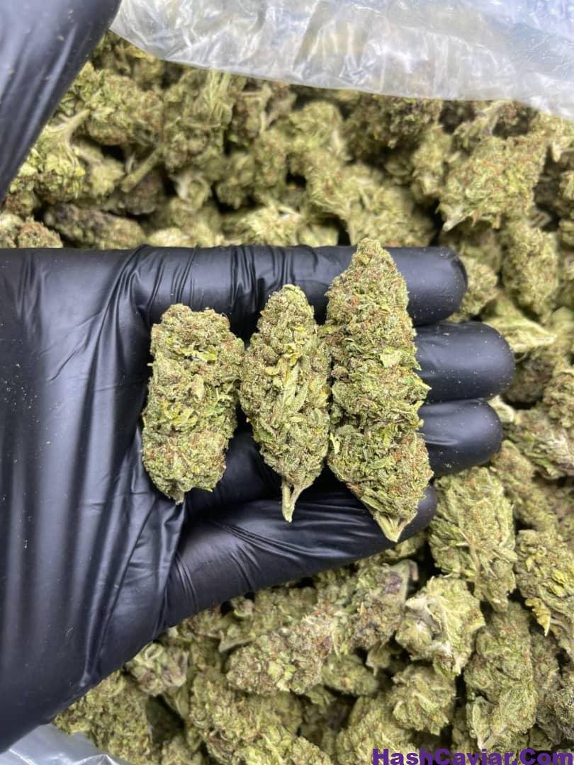 SUNSET SHERBERT