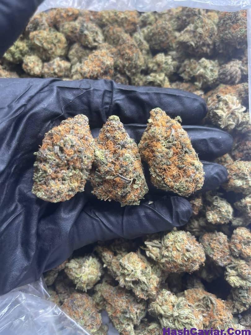 SUNDAE DRIVER 1 import placeholder for 15938