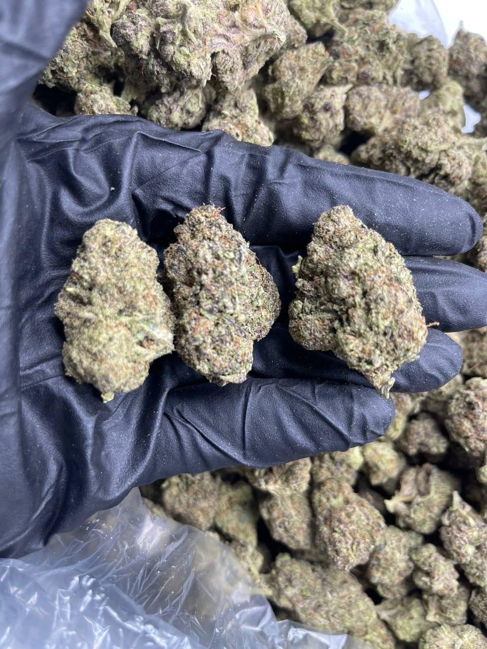 JUNGLE KUSH 1 import placeholder for 15959