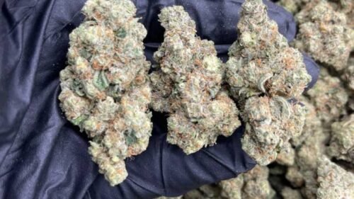 Mousse Hash vs Traditional Hash: Pros, Cons, Potency, And Which Style Suits You Best 15 Ice Labz Hash premium traditional-style concentrate