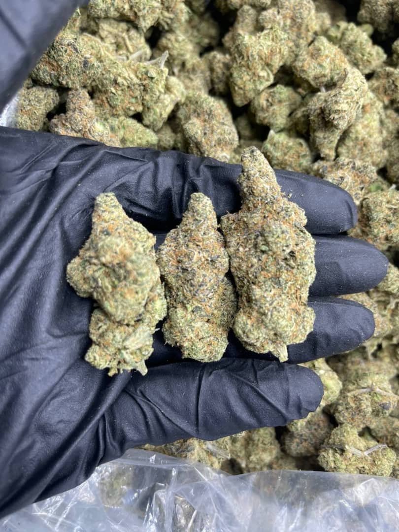 Biscotti Weed Strain 1 import placeholder for 15984