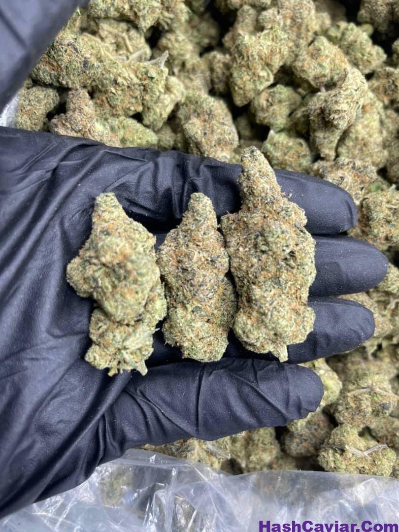 Biscotti Weed Strain