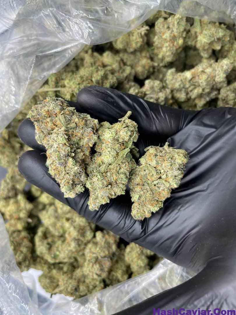 CHERRY PIE 1 import placeholder for 16008