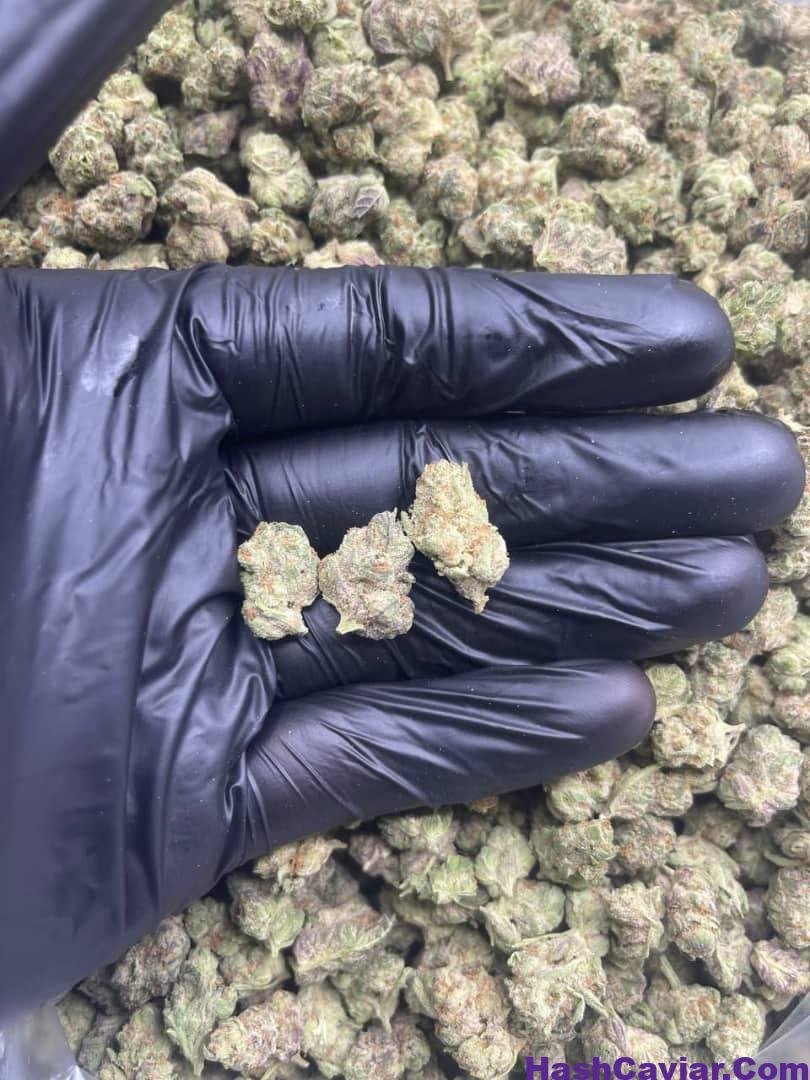 ITALIAN ICE SMALLS 1 import placeholder for 15979