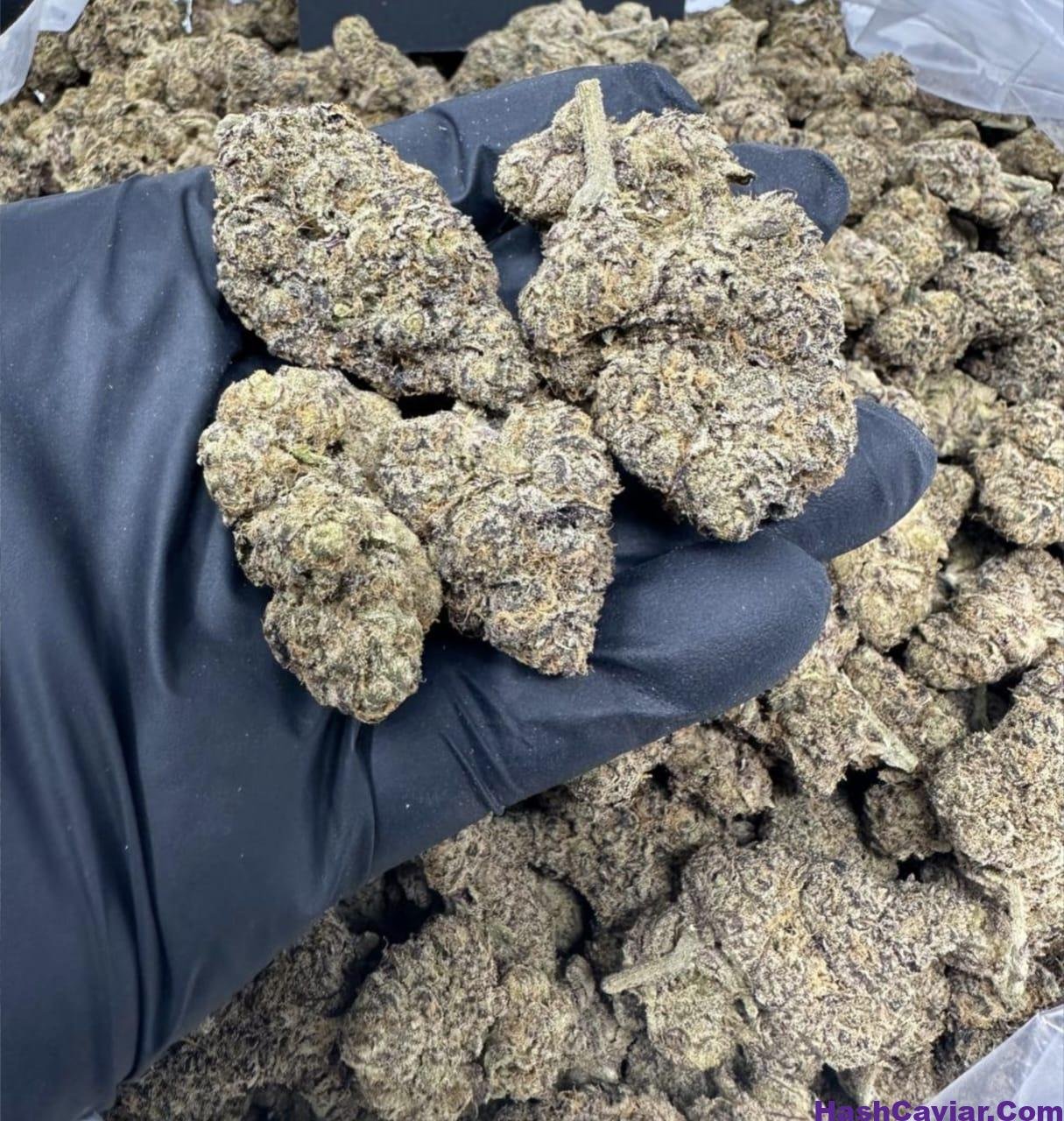 White Apple Tartz strain