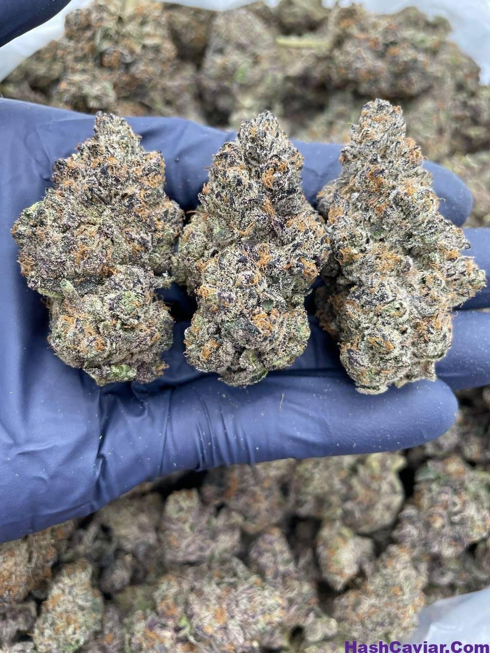 cherry fritter strain 1 import placeholder for 16200