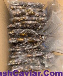 EGGS (Banana Kush) 5 eggs (banana kush)