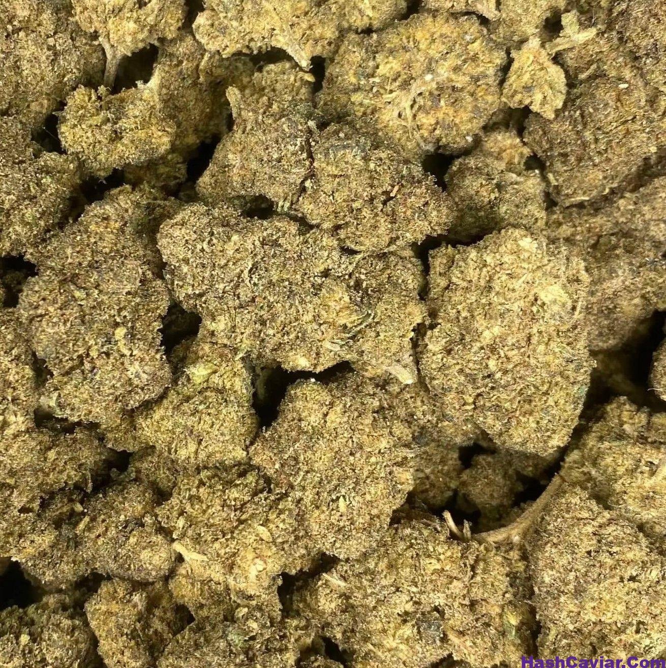 GELATO 45 1 import placeholder for 16972