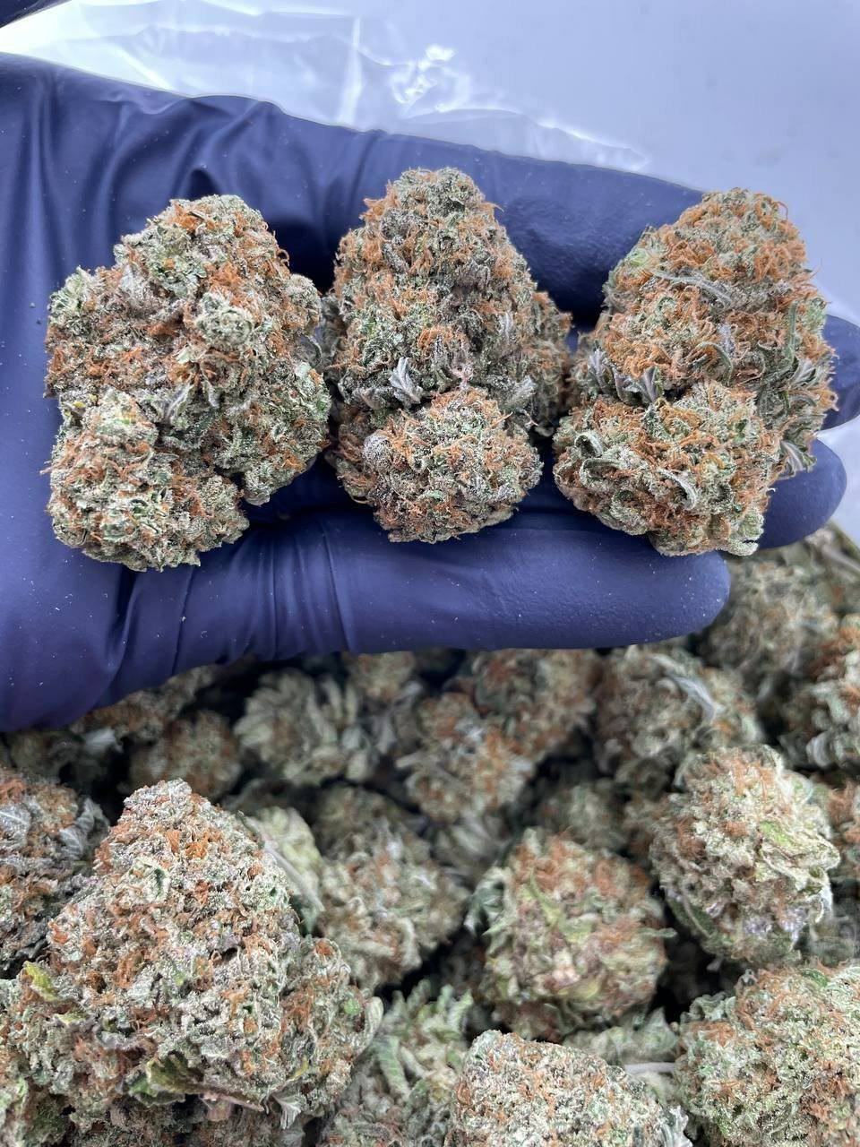 Grape Runtz Strain 1 import placeholder for 16205