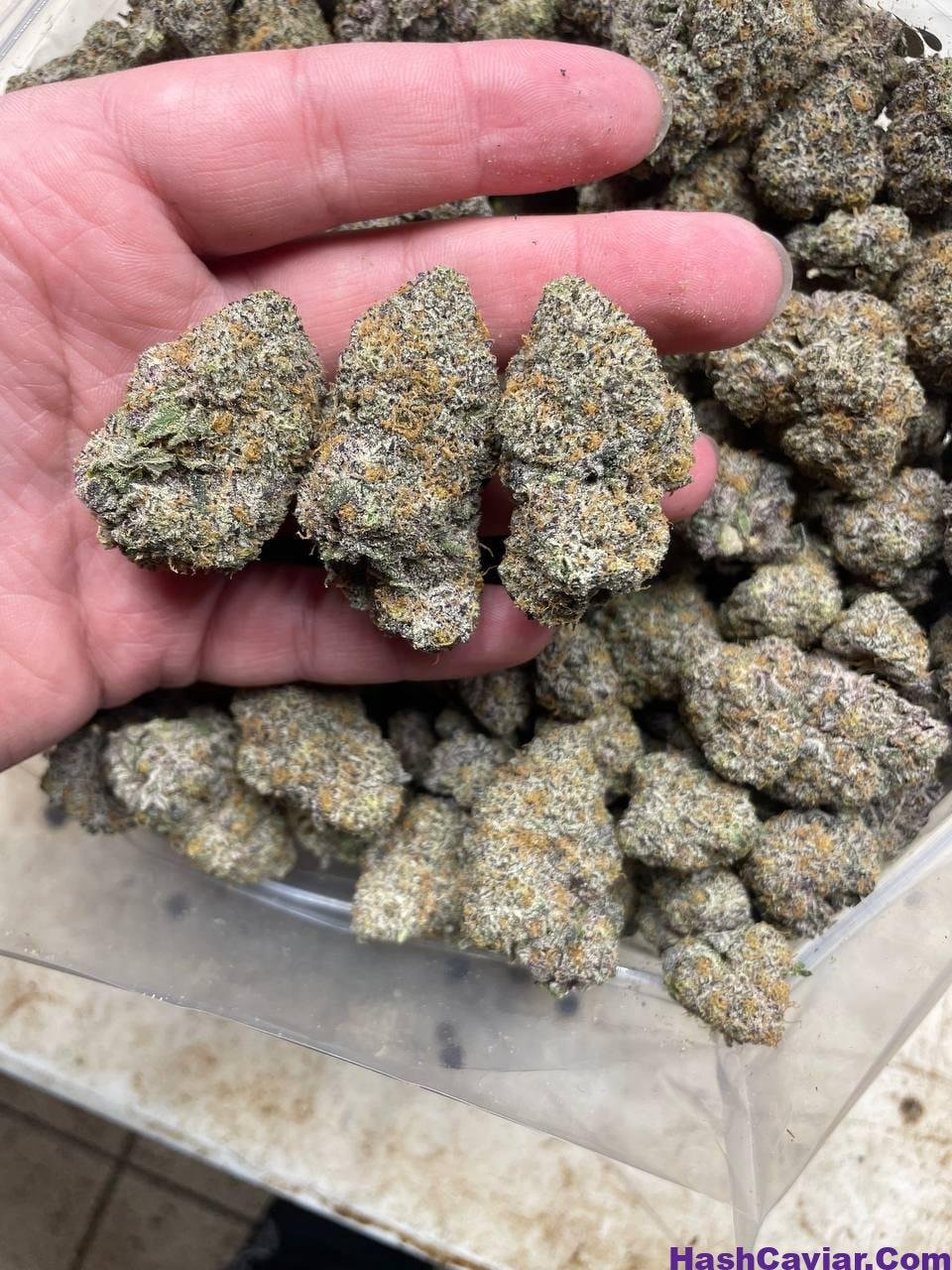 Pina colada strain 1 import placeholder for 16439