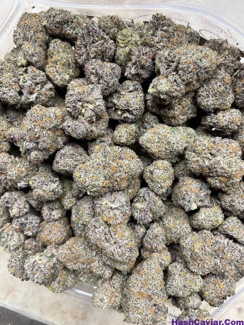 Pina colada strain 2 pina colada strain