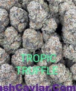 black truffle strain for sale deutschland