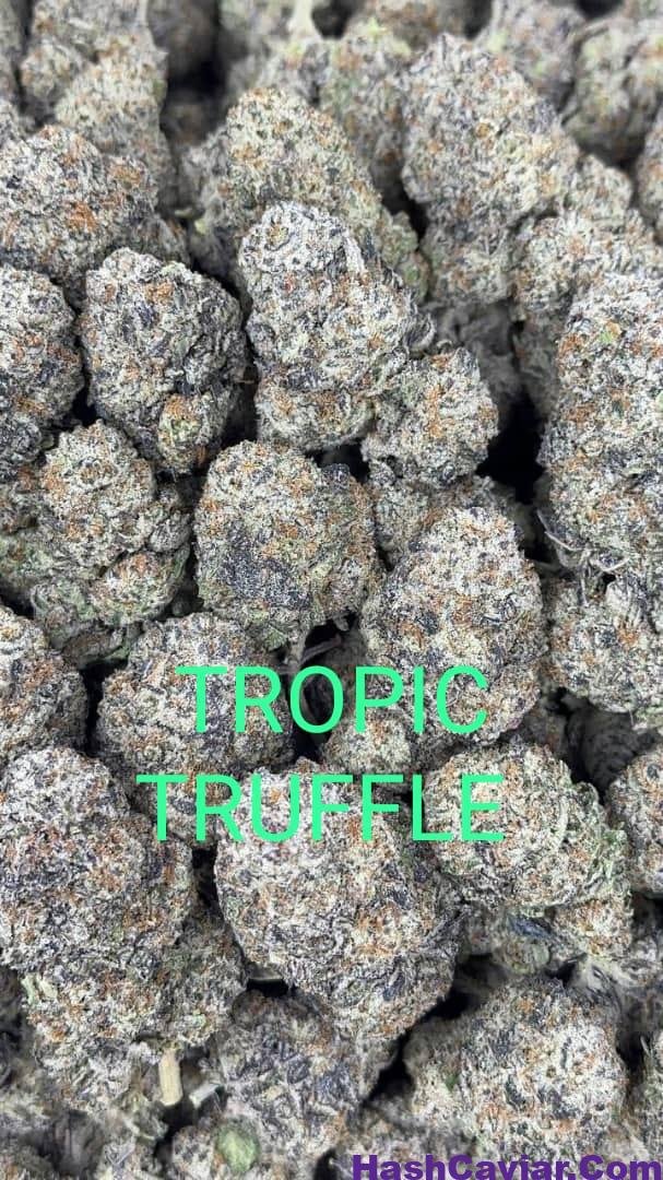 Black Truffle Strain for sale Deutschland 3 black truffle strain for sale deutschland