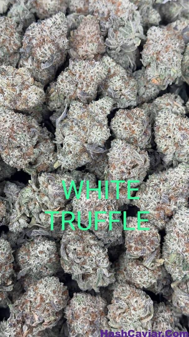Black Truffle Strain for sale Deutschland 2